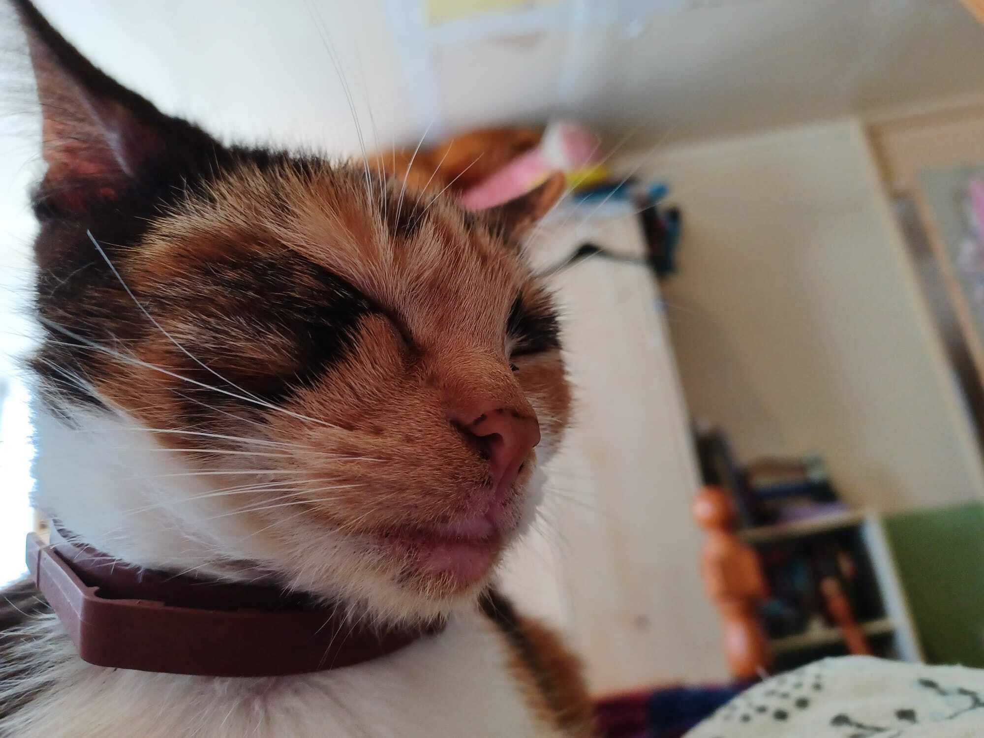 cat.jpg