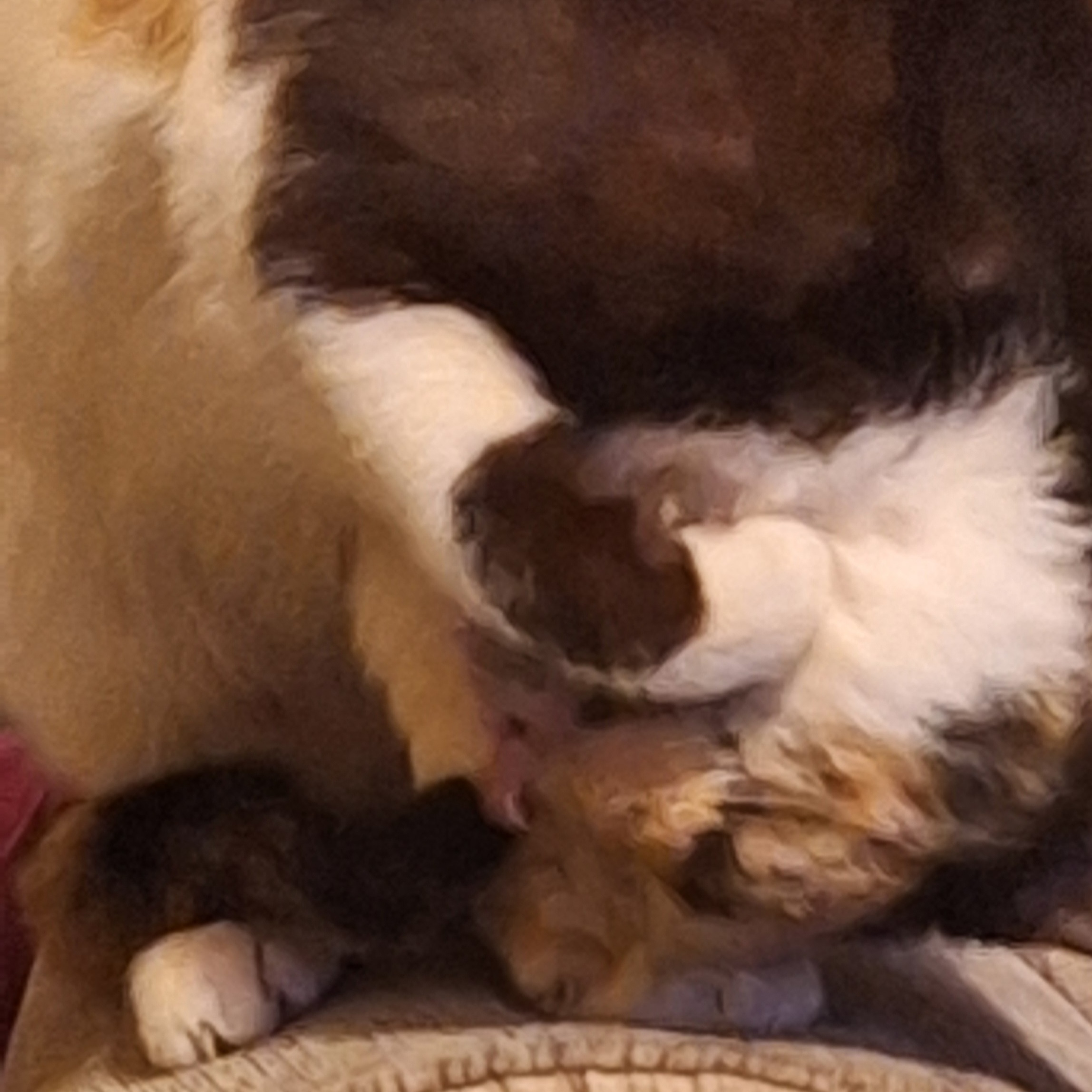 curl.jpg