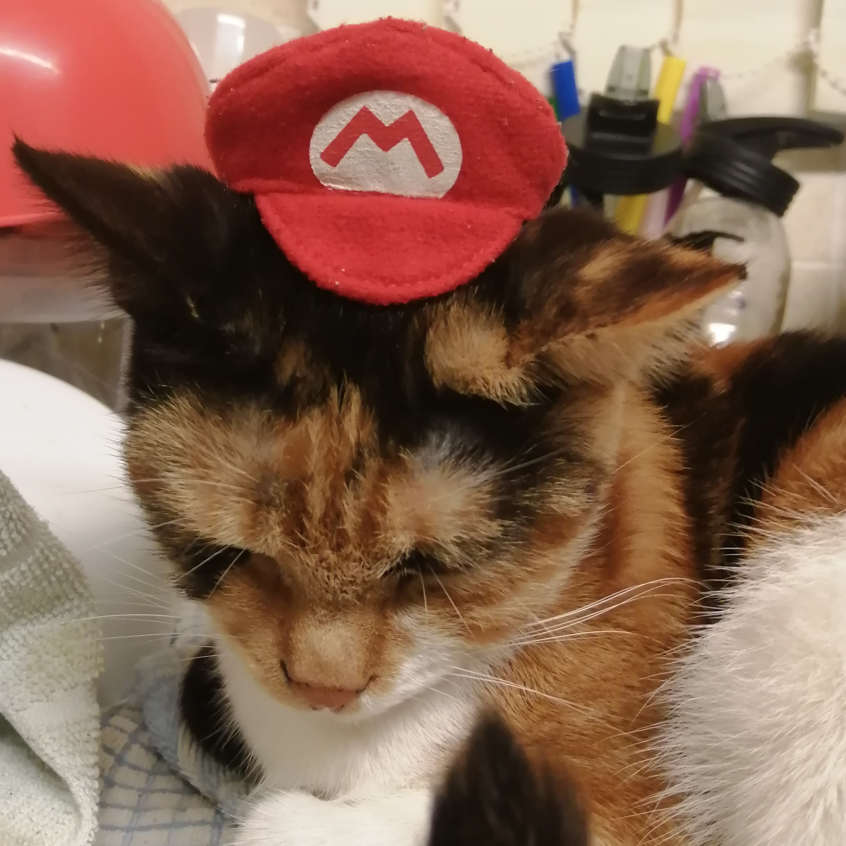 mario.jpg