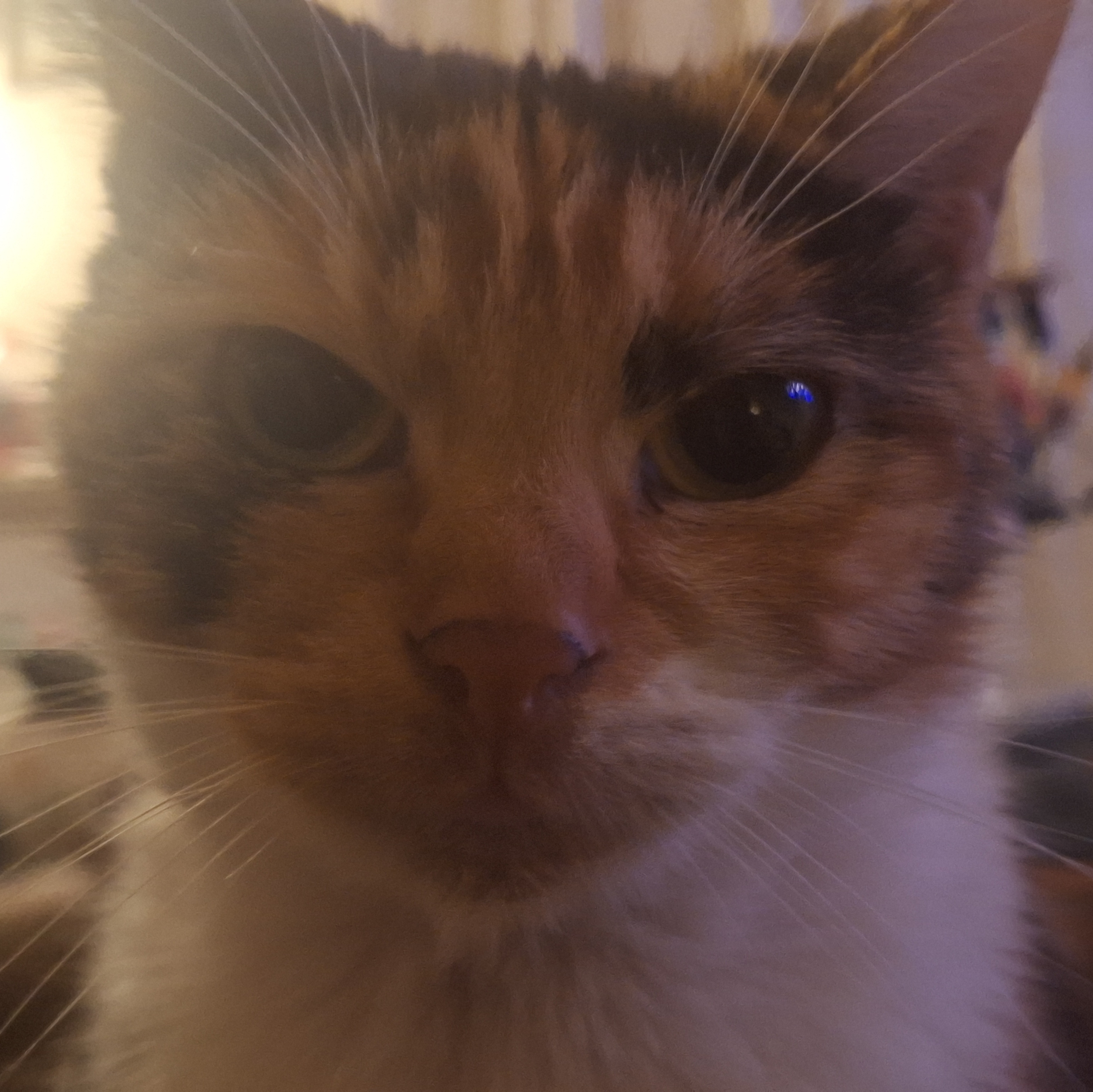 sillycat.jpg