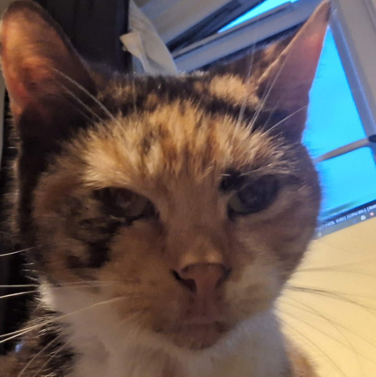 stare.jpg