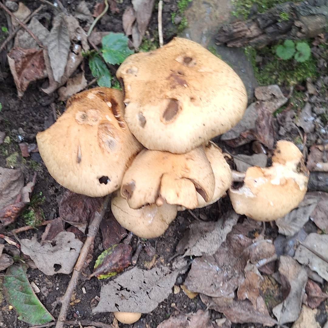 Mushrooom 2